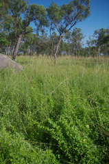 Macrotyloma uniflorum