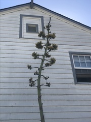 Agave
