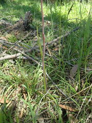 Thelymitra pallidifructus