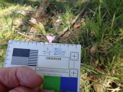 Thelymitra pallidifructus