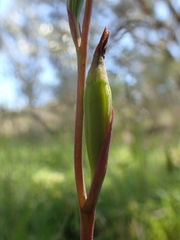 Thelymitra pallidifructus