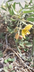 Senna bauhinioides