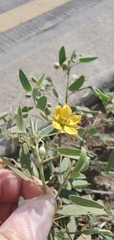 Senna bauhinioides