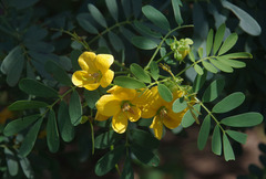 Senna gaudichaudii