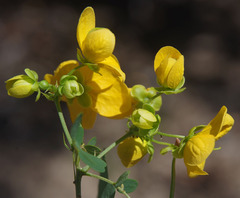 Senna gaudichaudii