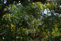 Senna gaudichaudii