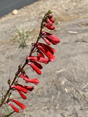 Penstemon eatonii