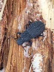 Polypleurus perforatus