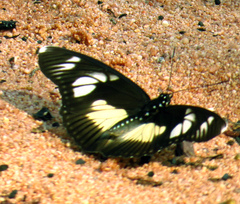 Pseudacraea lucretia