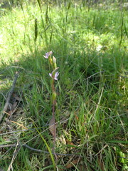 Thelymitra pallidifructus