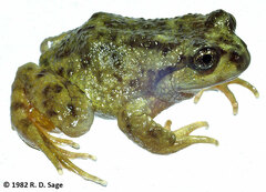 Tonchek Spiny-Chest Frog photo 2