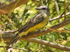 Tyrannus melancholicus