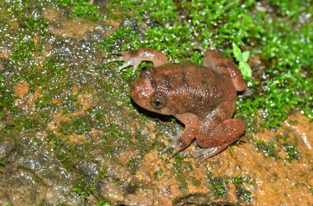 Daniel's Night Frog