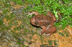Daniel's Night Frog photo 1