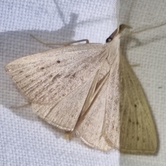Macrochilo cribrumalis