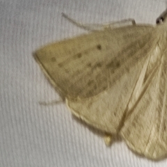 Macrochilo cribrumalis
