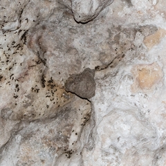 Lampornis clemenciae