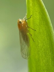 Prokelisia