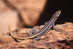 Platysaurus intermedius