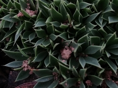 Styphelia acervata