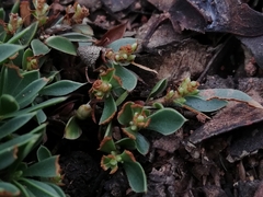 Styphelia acervata