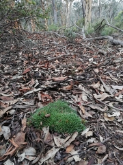Styphelia acervata