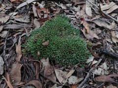 Styphelia acervata