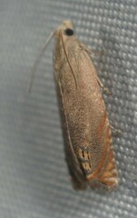 Hystrichophora taleana