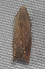 Hystrichophora taleana