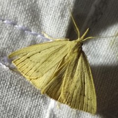 Macrochilo cribrumalis