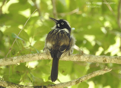 Phylidonyris novaehollandiae novaehollandiae