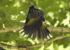 Phylidonyris novaehollandiae novaehollandiae