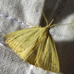 Macrochilo cribrumalis
