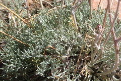 Hymenopappus filifolius lugens