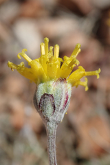 Hymenopappus filifolius lugens