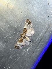 Eupithecia breviculata