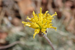 Hymenopappus filifolius lugens