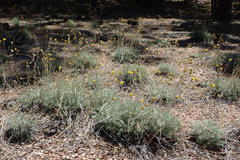 Hymenopappus filifolius lugens