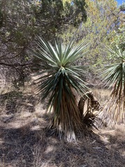 Yucca schottii