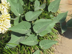 Cucurbita foetidissima