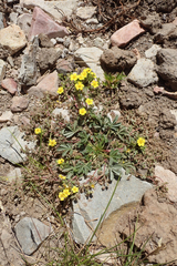 Potentilla wheeleri