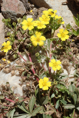 Potentilla wheeleri
