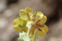 Potentilla wheeleri