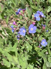 Hackelia velutina