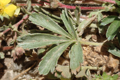 Potentilla wheeleri