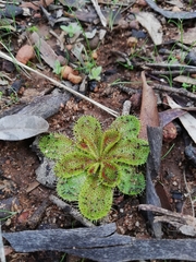 Drosera bulbosa