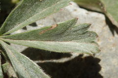 Potentilla wheeleri