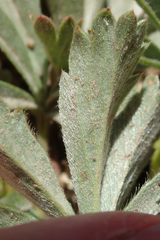 Potentilla wheeleri