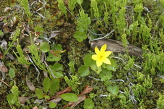 Anemonastrum richardsonii