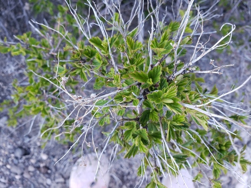 Holodiscus discolor